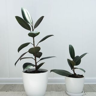 Original rubber plant in white pot with propagated rubber plant next to it