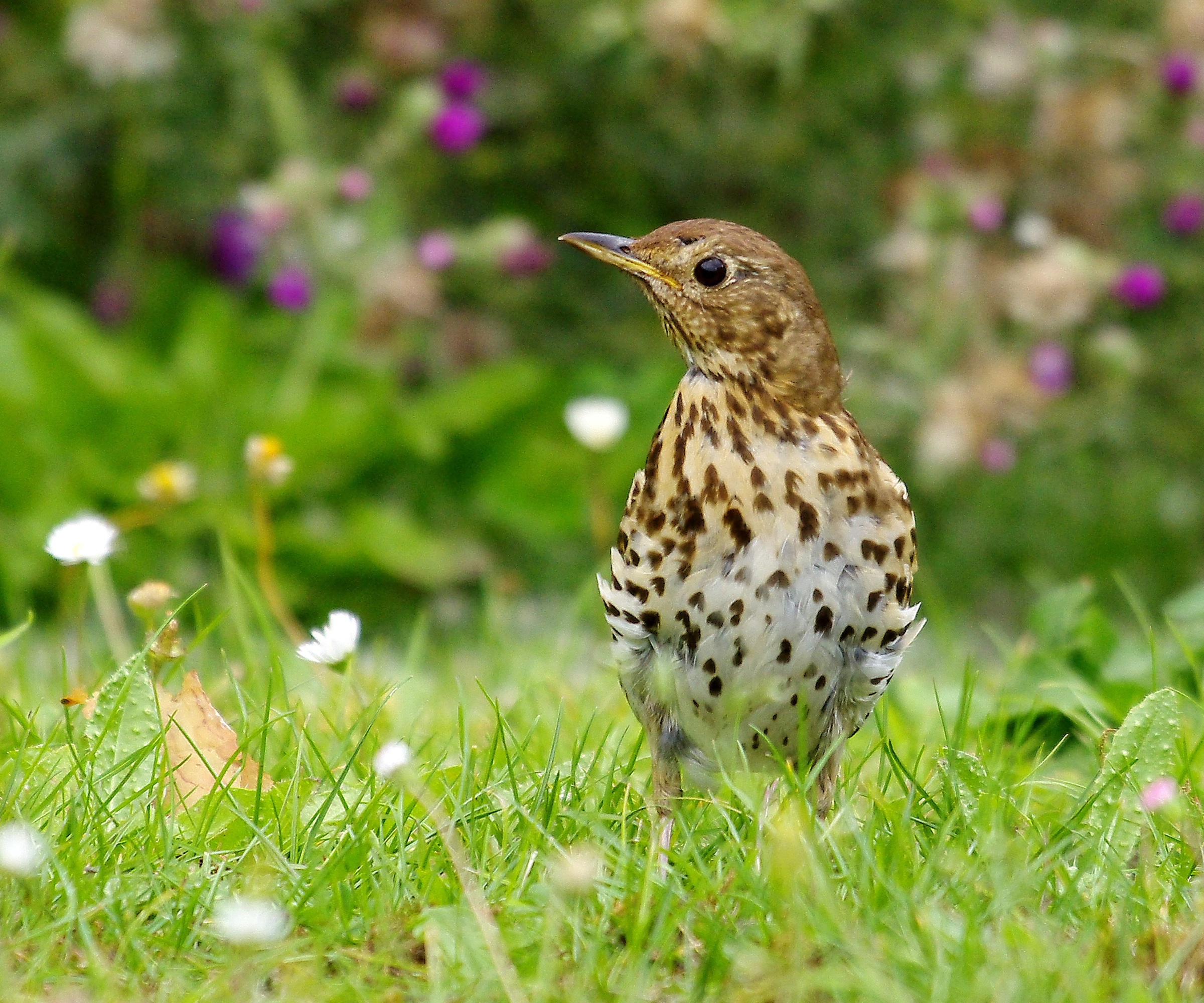 Song Thrush, long lawn, grass, daisies