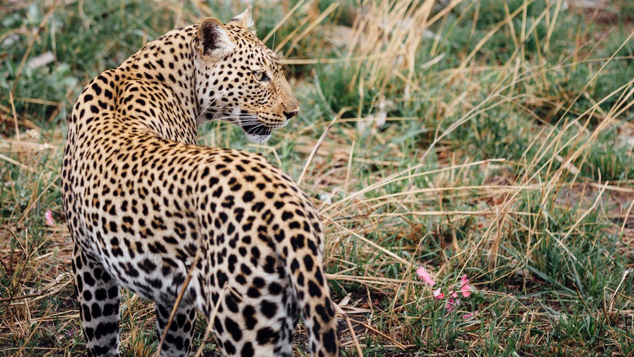 Leopard in Katavi National Park, Tanzania
