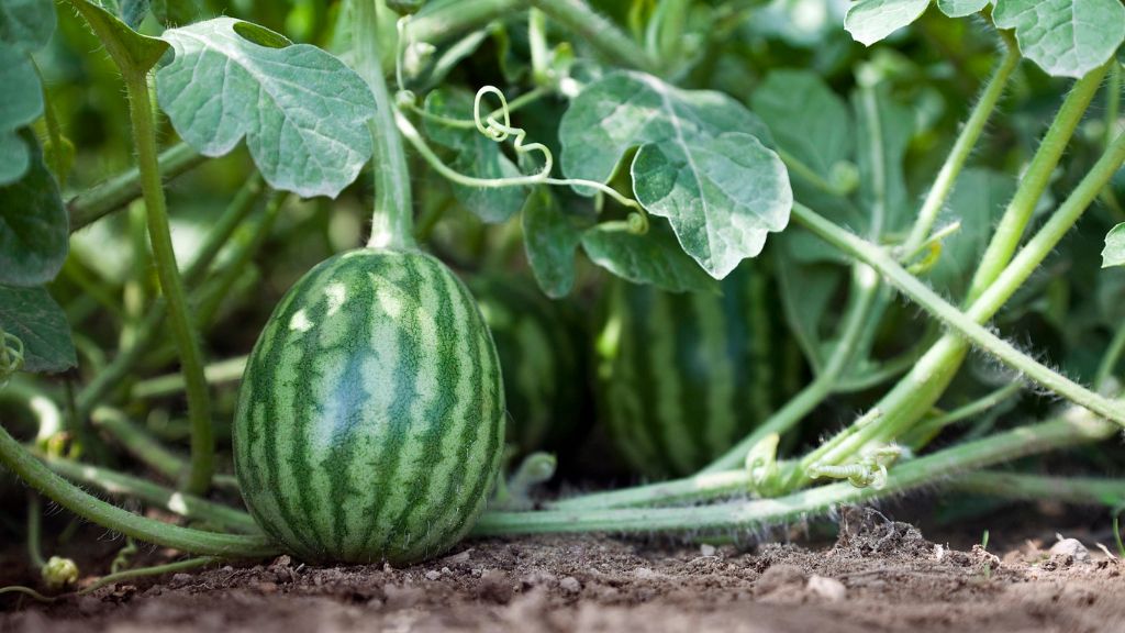 A watermelon growing on the vine