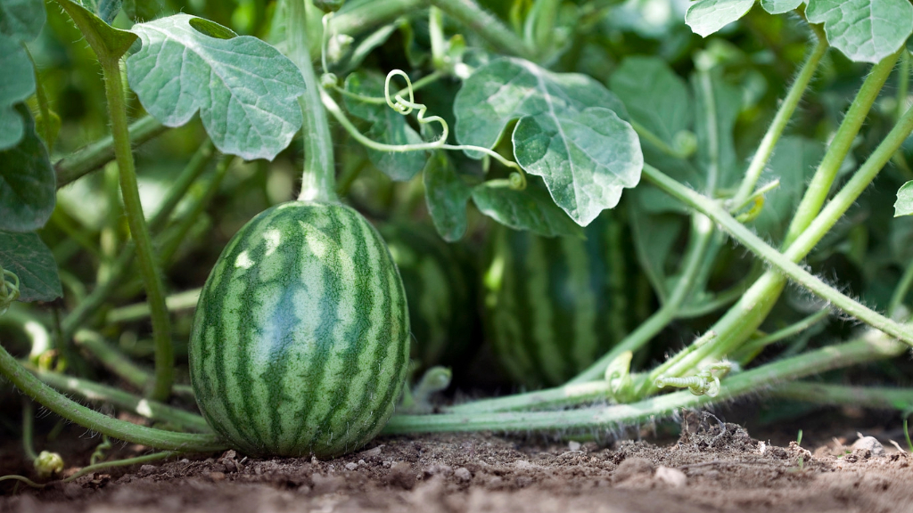 Watermelon Growing Problems 5 Melon Mistakes Made In The Garden