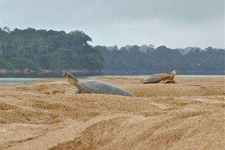 Giant South American river turtles dig very deep nests. After a large nesting event, the sandbars may look like they have suffered an aerial bombardment, with hundreds of meter-deep craters.