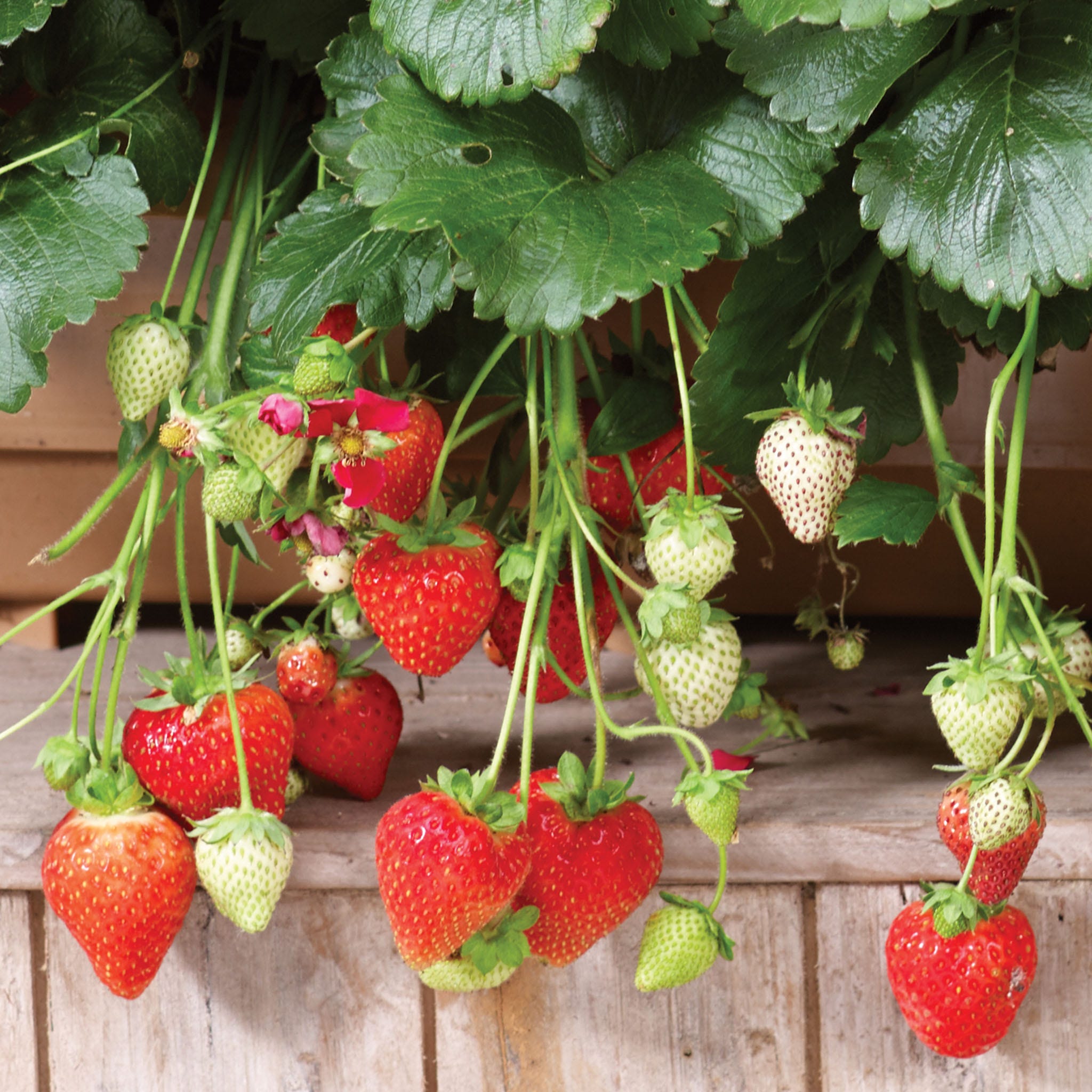 Summer Breeze Deep Rose Strawberry Plants