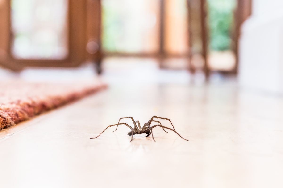 How To Kill A Spider Without Touching It inspire ideas 2022