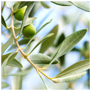 Perfect Plants Arbequina Olive Tree from Amazon