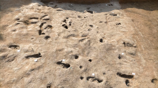 A series of human and animal footprint impressions dot the light brown dirt