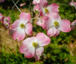 flowering dogwood tree with pink and white flowers