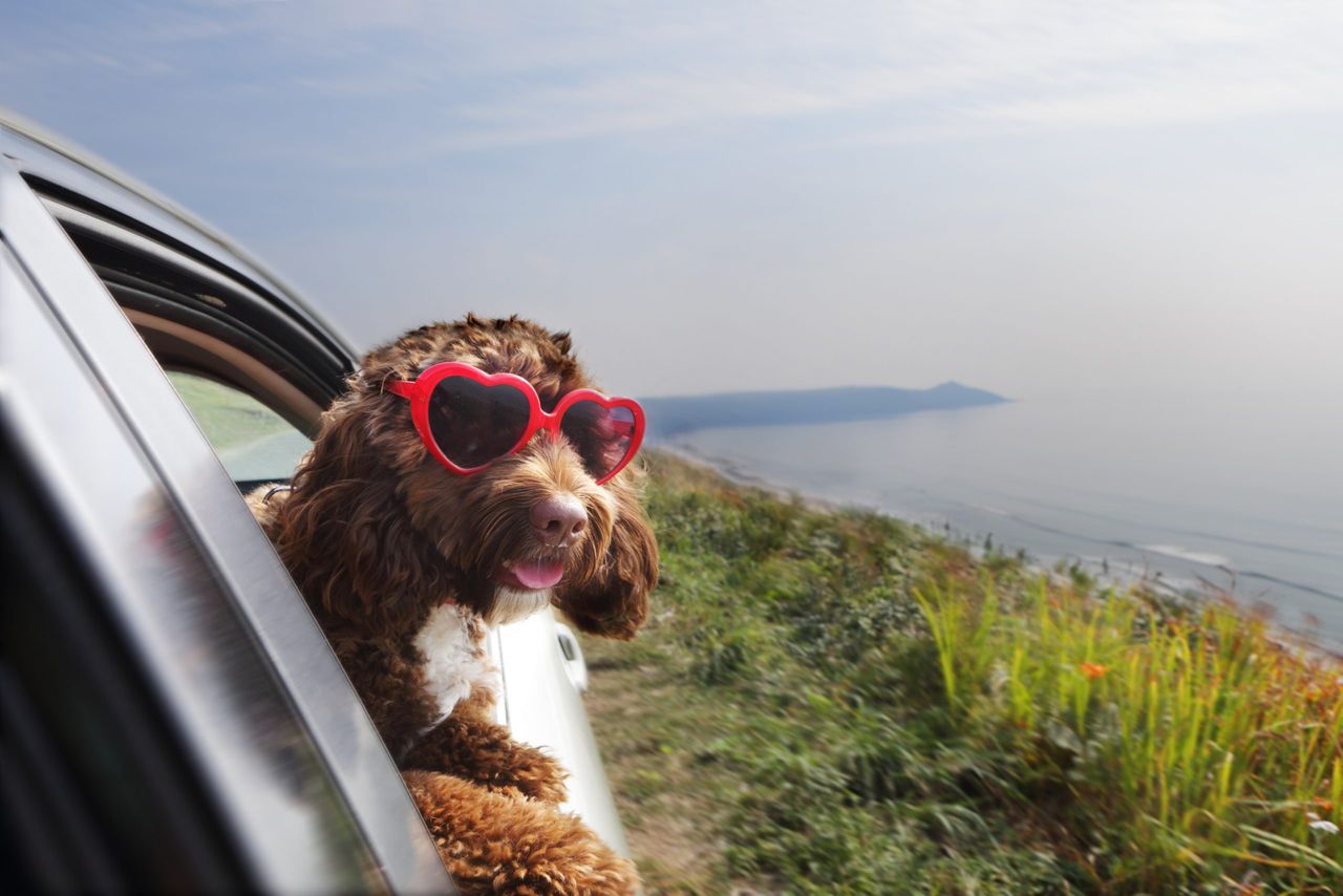 Dog leaning out of car window on coast road