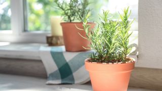 Rosemary in a pot next to a windowsill