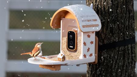 Vinguys Smart Feeder against a festive background