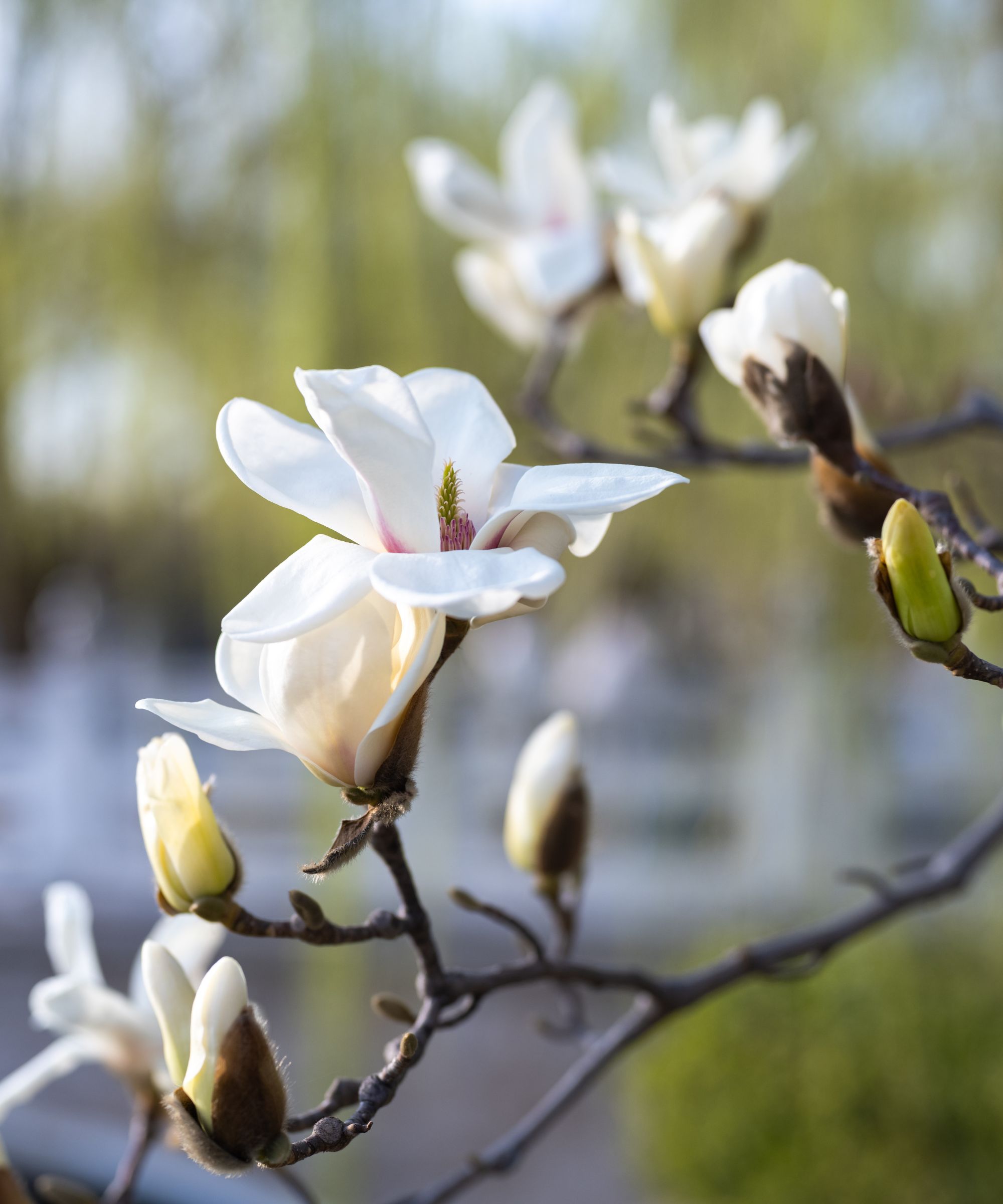 Closeup of white magnolia flowers