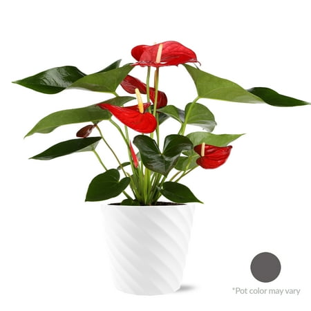Just Add Ice 18&quot; Tall Anthurium Live Plant in 7&quot; Decorative Plastic Pot, House Plant
