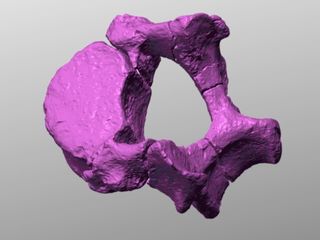 A computer-generated image of Selam's 12th thoracic vertebra. The study confirms that australopiths had the same number of lumbar and thoracic vertebrae as humans.