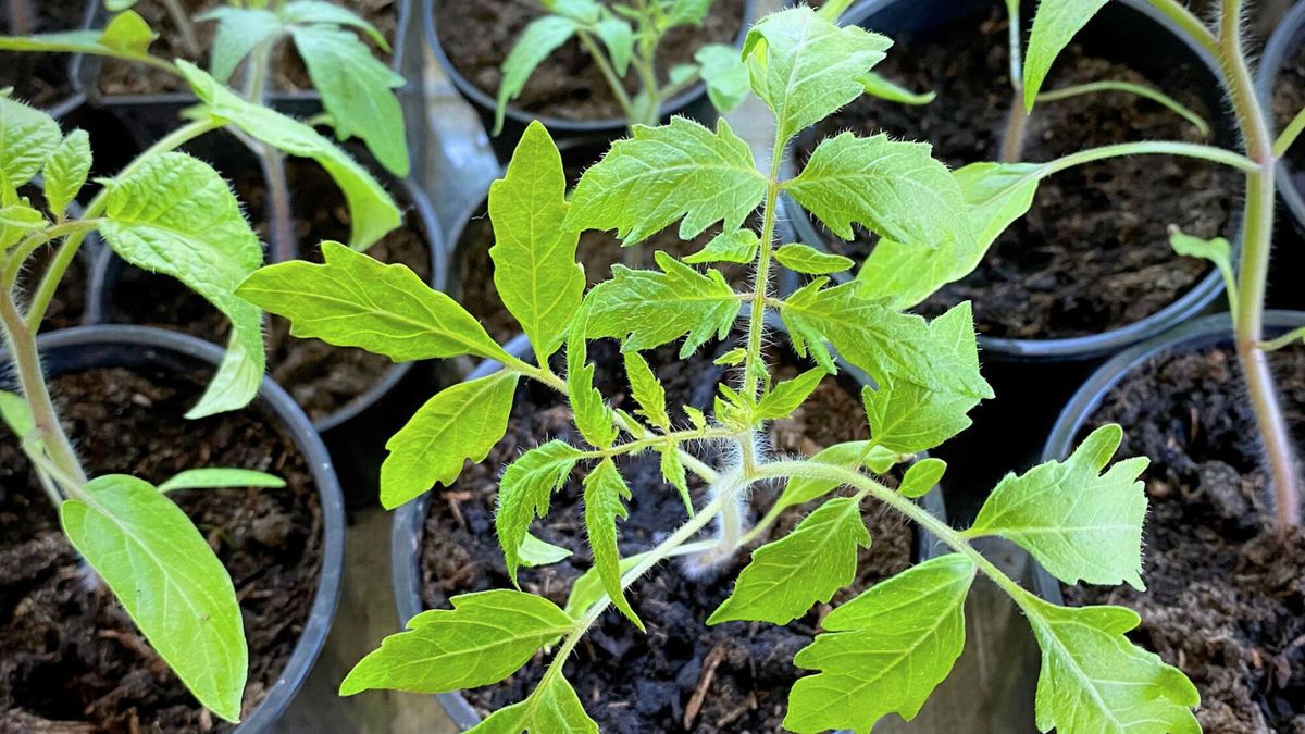 Tomato Propagation By Cuttings - How To Root Tomato Cuttings | Gardening  Know How