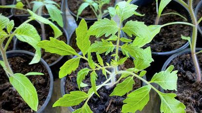 Tomato Plant Seedlings