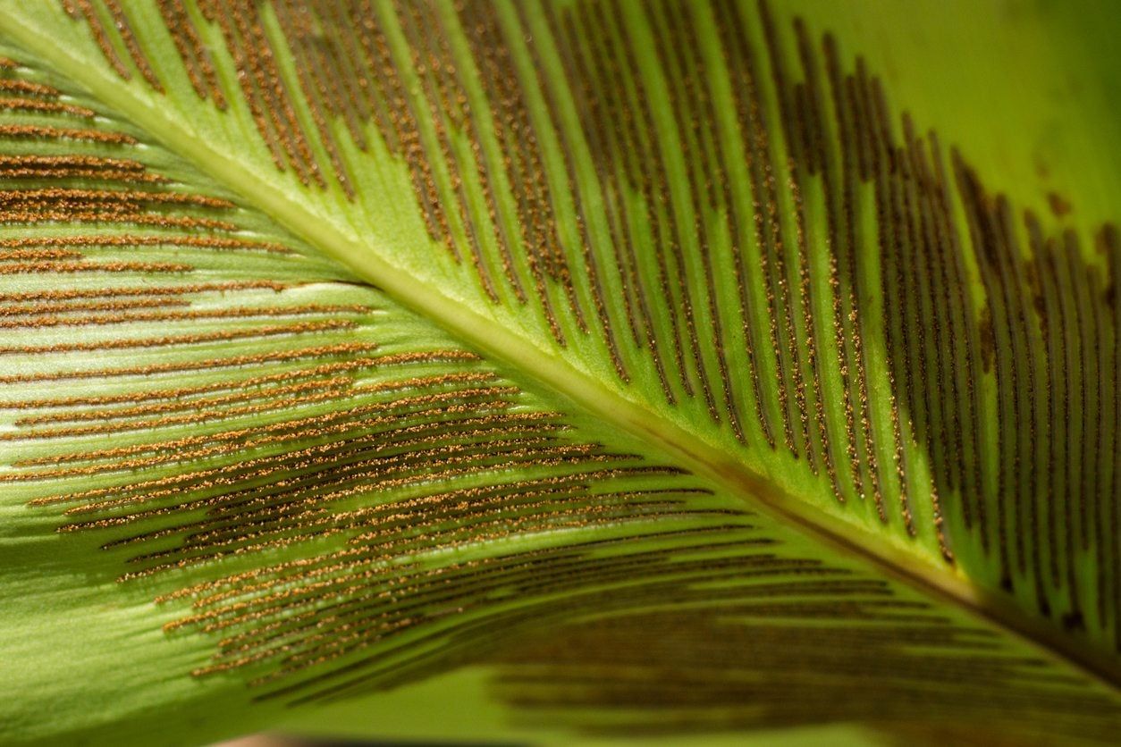 Spores On Underside Of Bird&amp;#39;s Nest Fern Plant