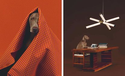 William Wegman of brown dog under orange check blanket, next to William Wegman of brown dog sitting at a desk against a brown background