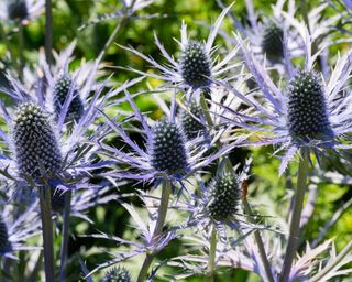 sea holly Forncett Ultra in bloom in border display
