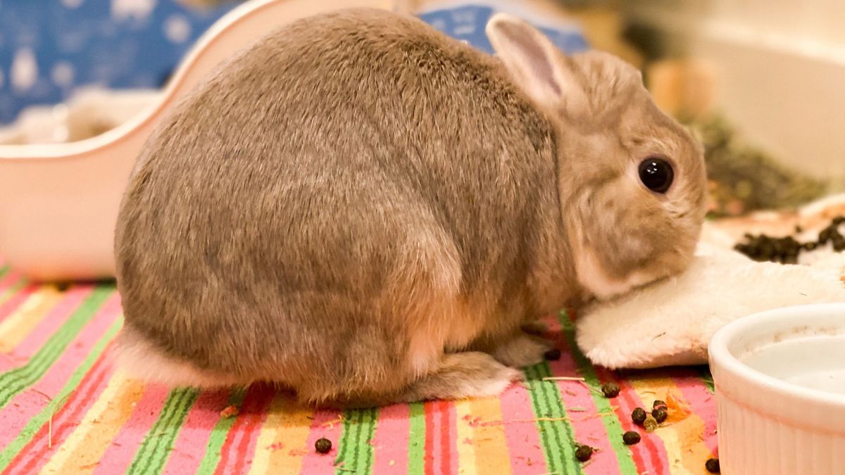 Rabbit sitting down around poop