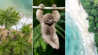 montage of sloth and beach in costa rica, one of the easiest countries to work abroad in