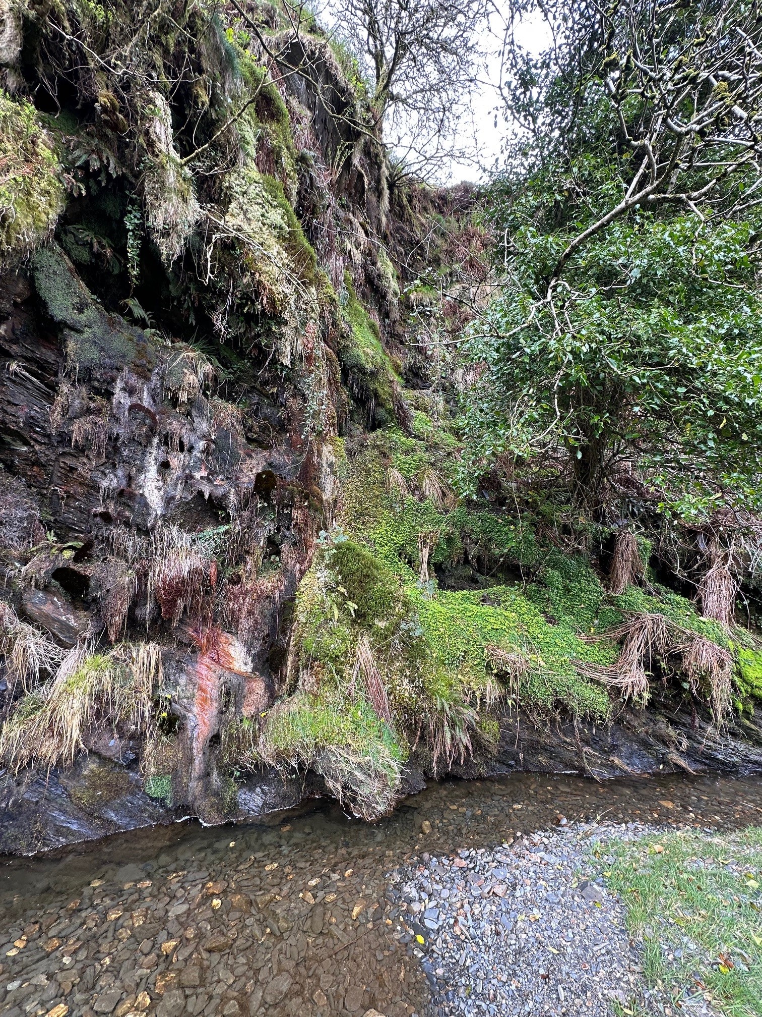 Trickling water and plenty of plantlife