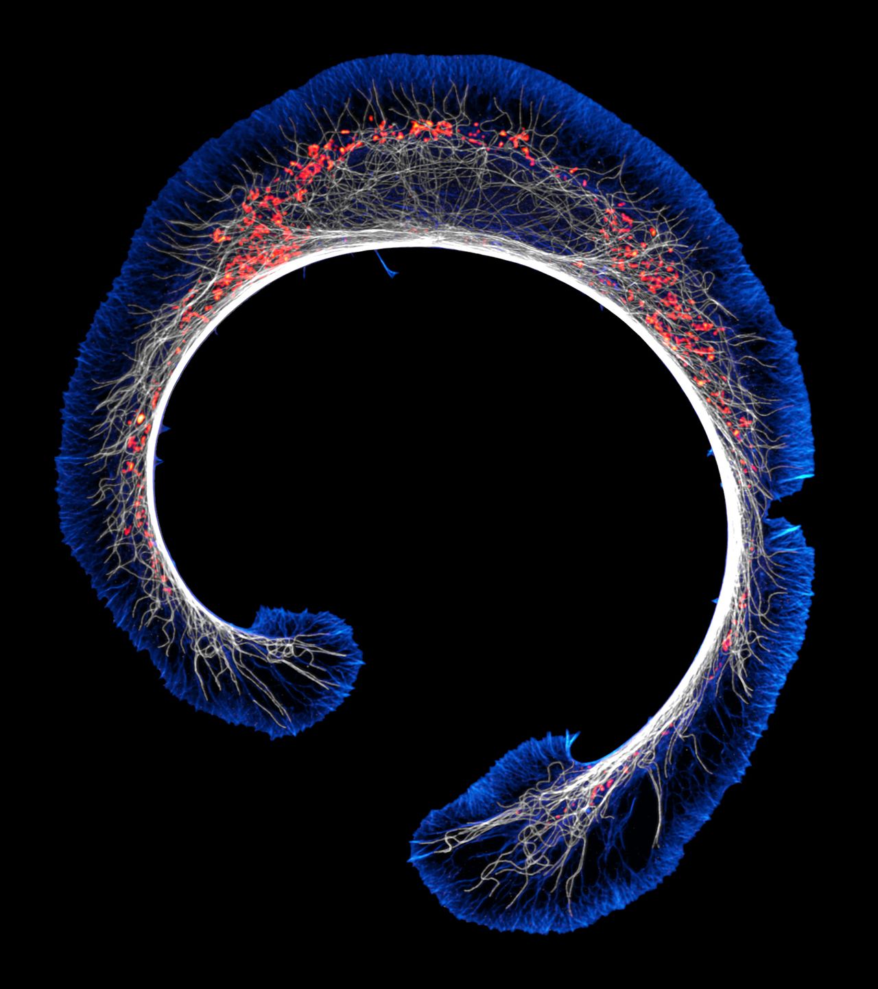 Entrant to the Nikon Small World Photomicrography Competition