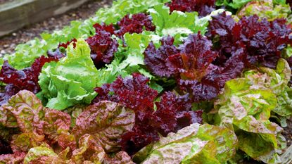 when to plant lettuce of different varieties 