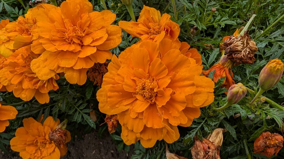 200 photos pixel 9 vs pixel 8a - pixel 9 macro shots