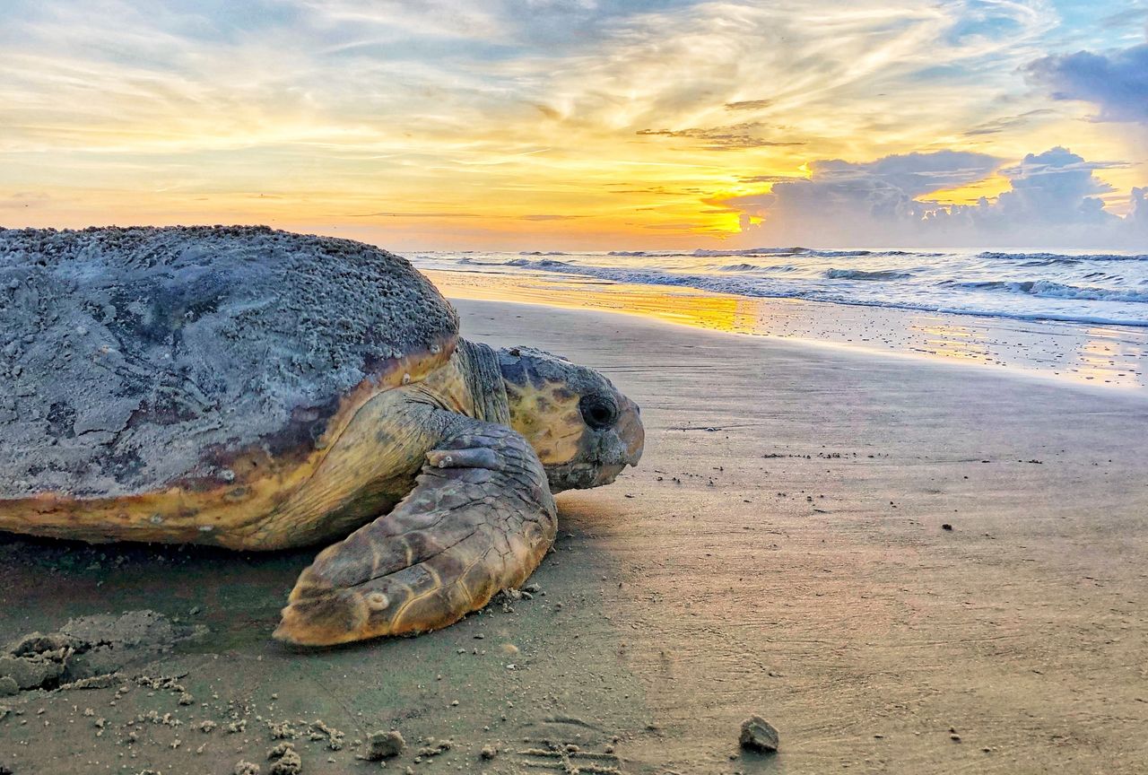 A giant loggerhead sea turtle.