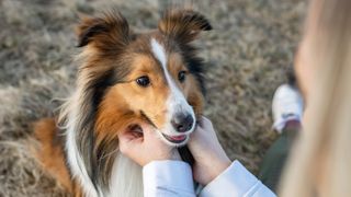 Shetland Sheepdog