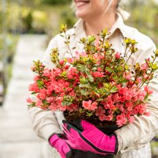 Woman smiling while holding azalea shrub