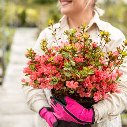 Woman smiling while holding azalea shrub