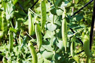 How to support peas when growing