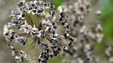 dried onion seedhead