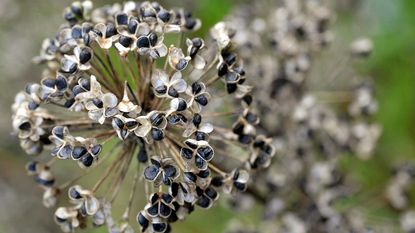 dried onion seedhead