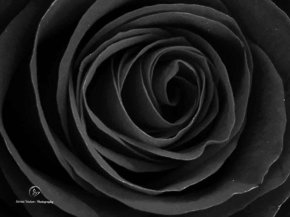 GuruShots - Mostly Black July 2025