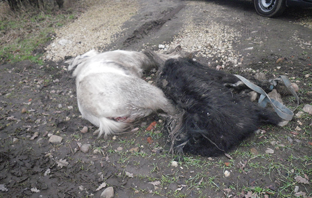 rspca dumped ponies