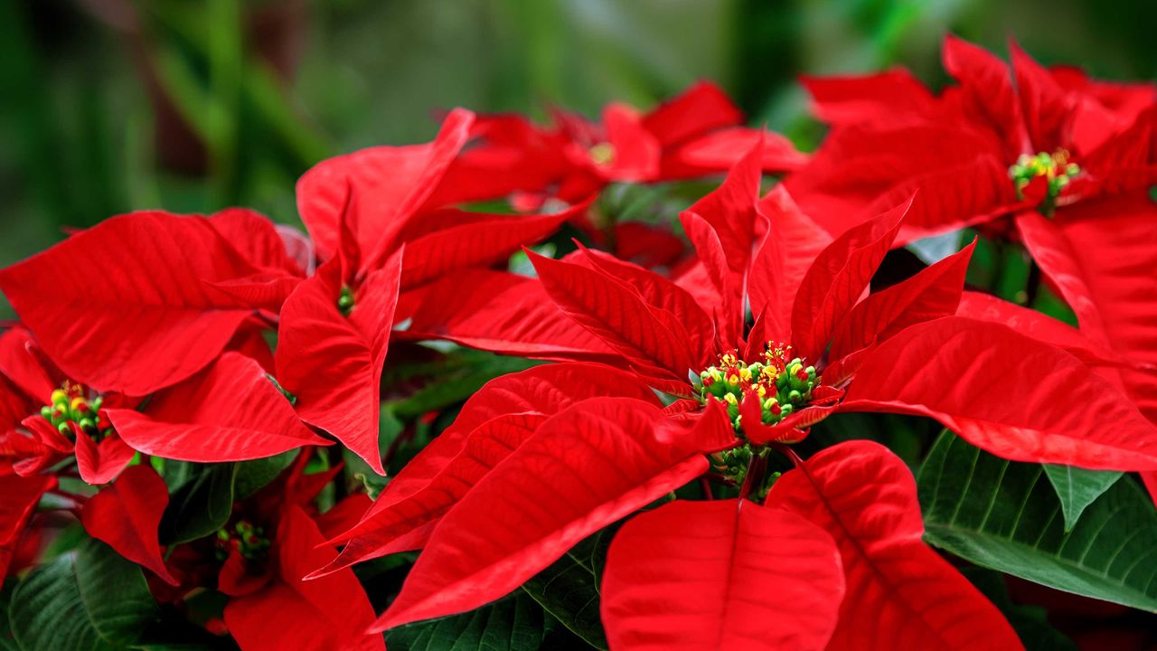 poinsettia close-up