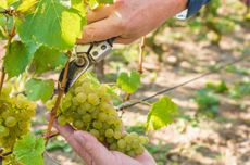 wine grape harvest