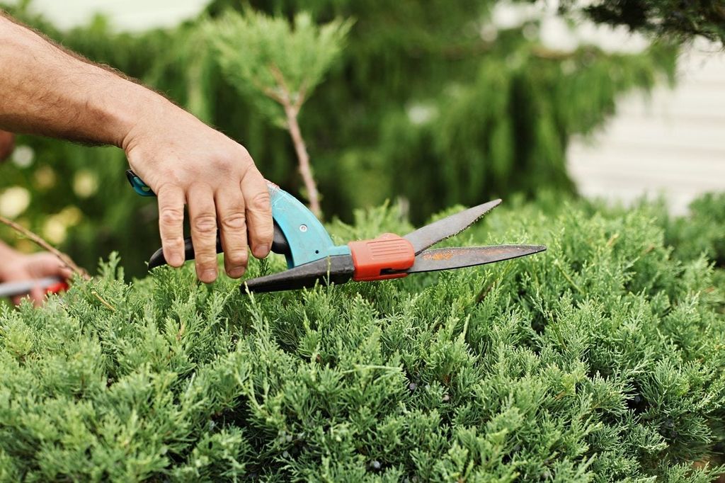 How To Prune An Overgrown Juniper: Pruning Unruly Junipers Back Into 