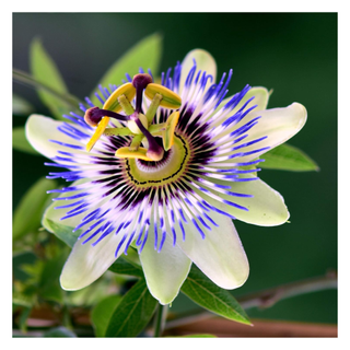 A close-up of a purple passion flower