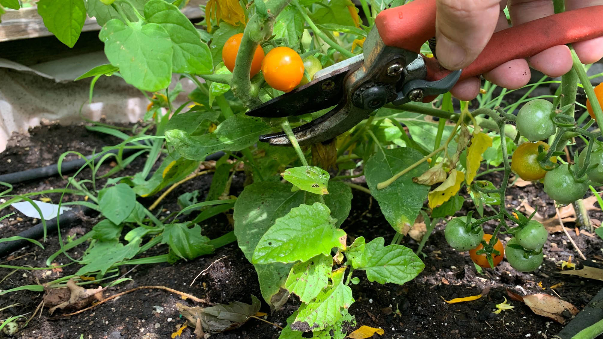 Pruning a tomato plant