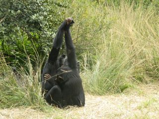 A young chimp at CWOT grooms with hands held high.