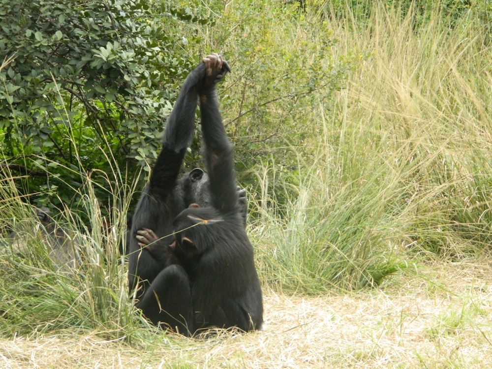 Chimpanzees grasping hands during grooming