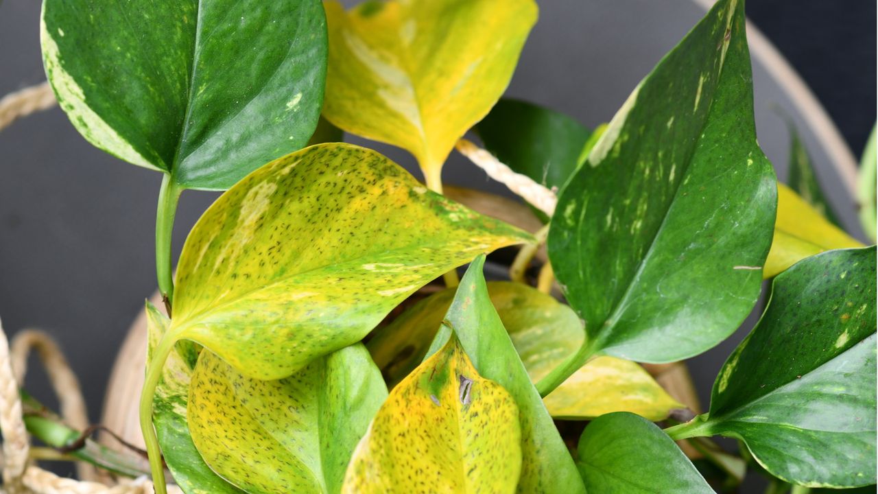 Why is my pothos turning yellow