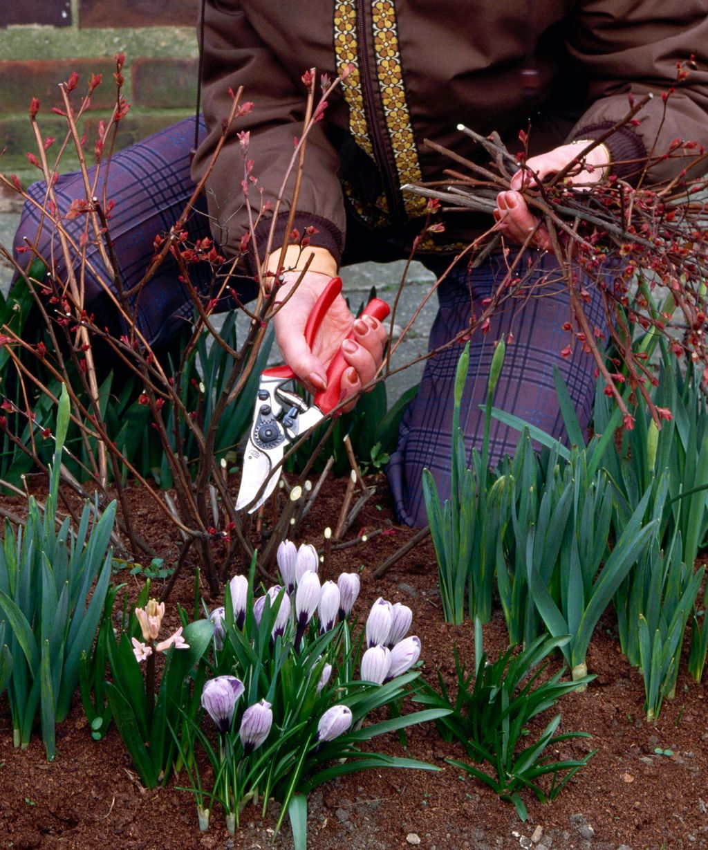 Spiraea growing guide expert tips for success Gardeningetc