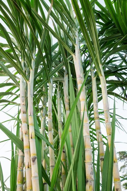 Tall Sugarcane Plants