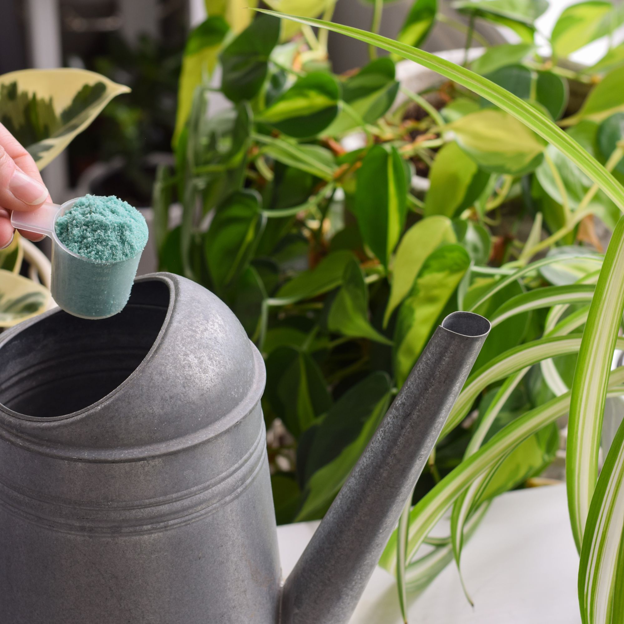 houseplant care adding fertiliser to watering can