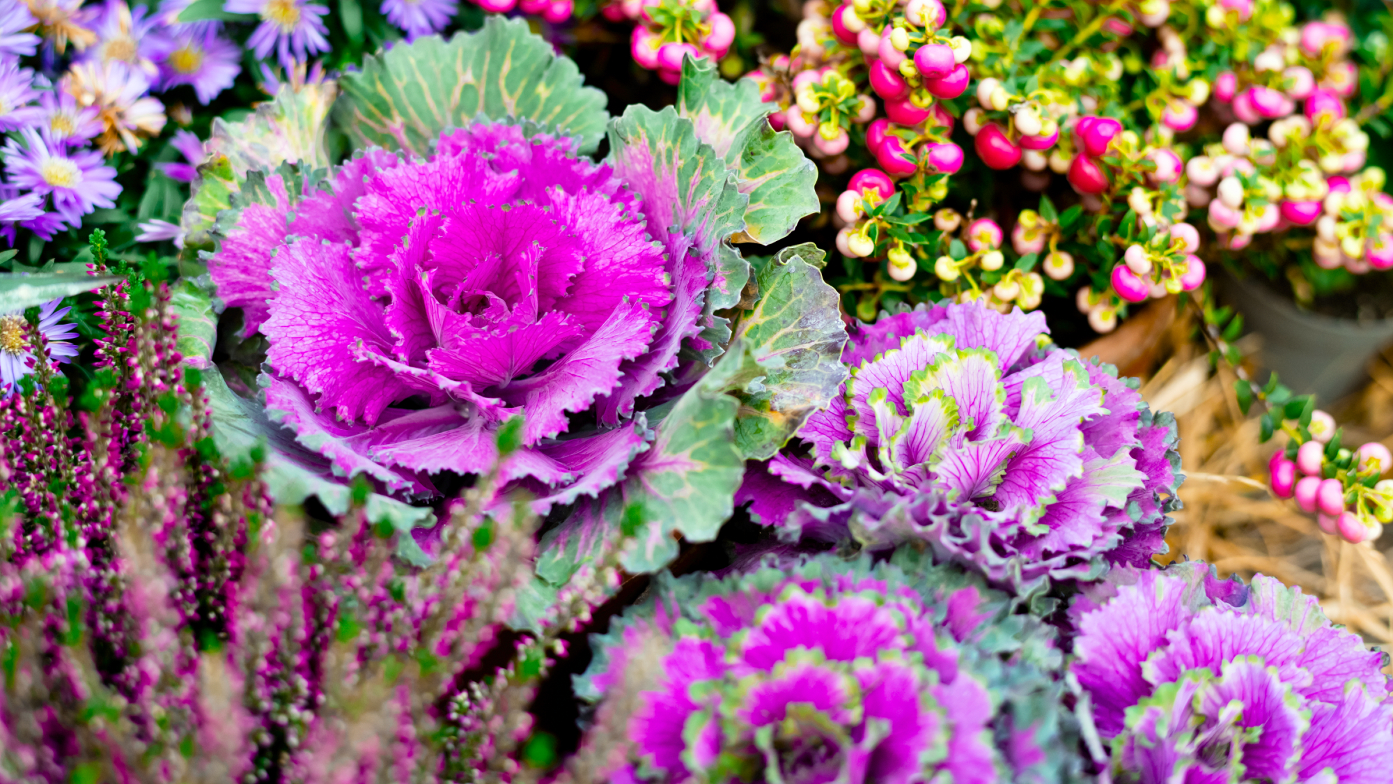 vibrant fall planting with ornamental kale, heather and asters in a fall container
