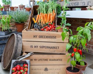 Wooden crates holding carrots and tomatoes grown in a greenhouse behind a chilli plant and a punnet of strawberries